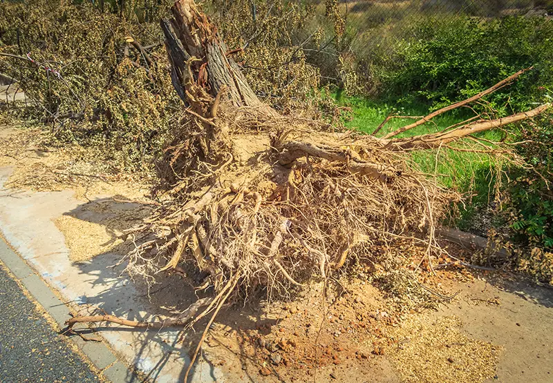 Racine d'arbre