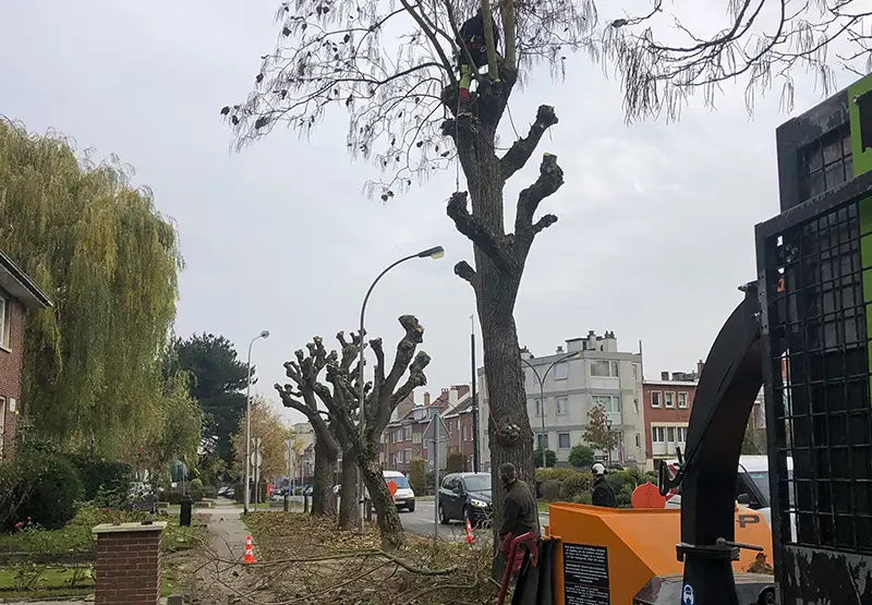 Élagage d'une rangée d'arbre