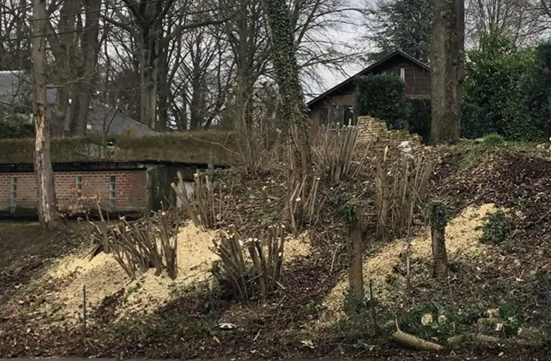 Déboisement