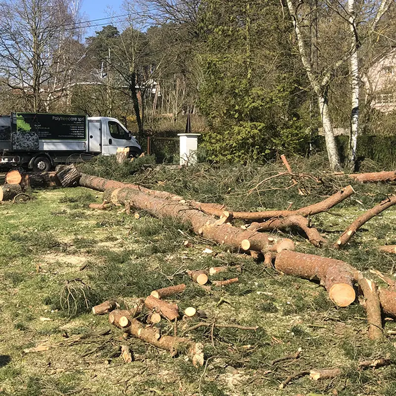 arboriculture